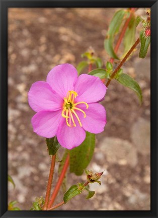 Framed Africa; Malawi; Mt Mulanje; Pink flower on Mt. Mulanje Print