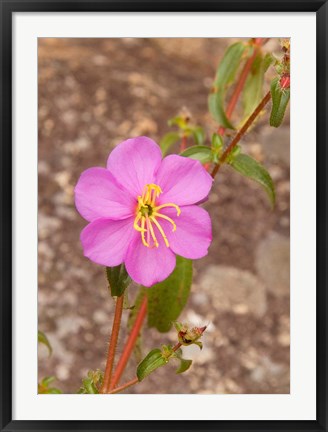 Framed Africa; Malawi; Mt Mulanje; Pink flower on Mt. Mulanje Print