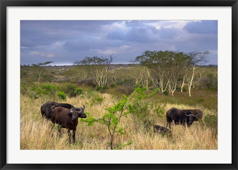 Framed Cape Buffalo, Zulu Nyala Game Reserve, Hluhluwe, Kwazulu Natal, South Africa Print