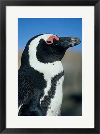 Framed Close up of an African Penguin, Cape Peninsula, South Africa Print