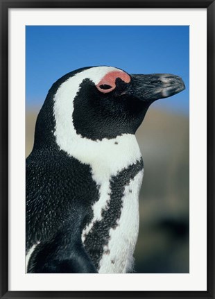 Framed Close up of an African Penguin, Cape Peninsula, South Africa Print