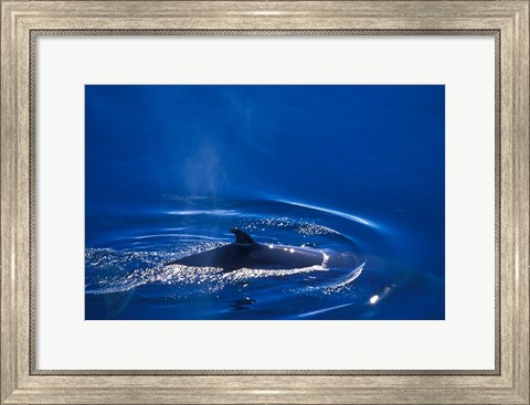 Framed Antarctic Minke Whale, Boothe Island, Lemaire Channel, Antarctica Print
