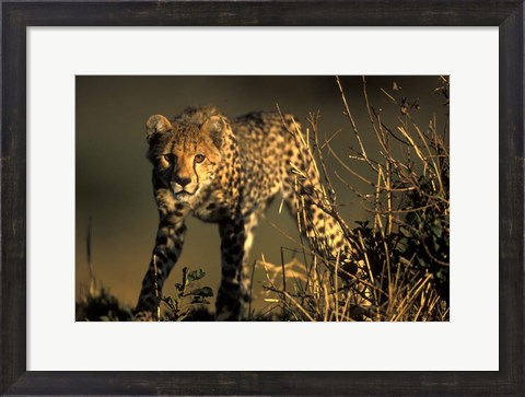 Framed Cheetah Cub in Short Grass, Masai Mara Game Reserve, Kenya Print