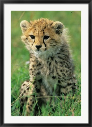 Framed Cheetah, Tanzania, Serengeti NP, Cheetah cub Print