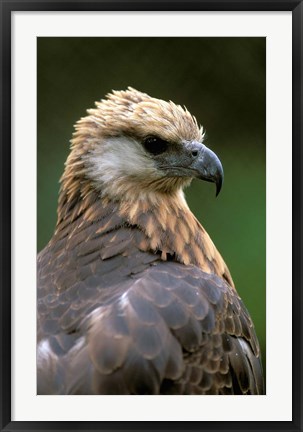 Framed Giant Coua Sunbathing, Berenty Private Reserve, Madagascar Print