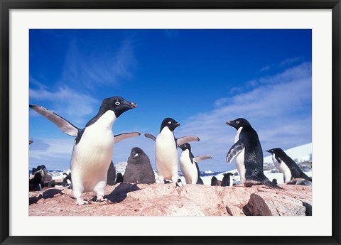 Framed Adelie Penguin Rookery, Petermann Island, Lemaire Channel, Antarctica Print