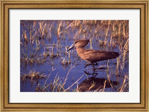 Framed Hamerkop, Okavango Delta, Botswana Print