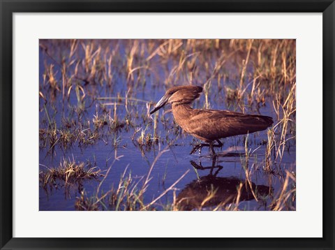 Framed Hamerkop, Okavango Delta, Botswana Print