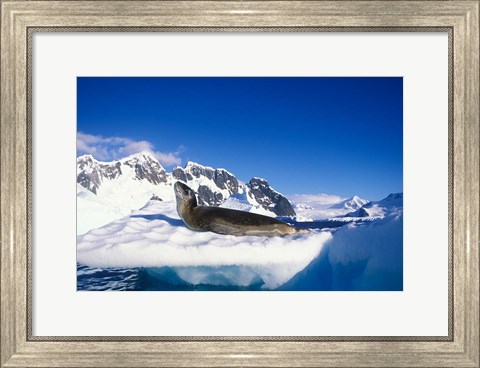 Framed Antarctica, Boothe Island, Leopard Seal, iceberg Print