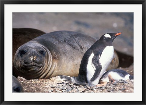 Framed Gentoo Penguin&#39;s Nest By Elephant Seals, Hannah Point, Livingston Island, Antarctica Print