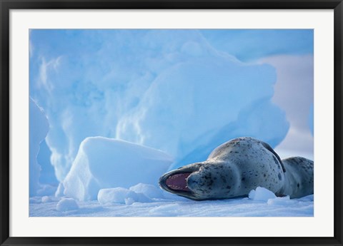 Framed Antarctica, Boothe Isl, Lemaire Channel, Leopard Seal Print