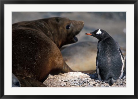 Framed Antarctica, Livingston Island, Gentoo penguin Print