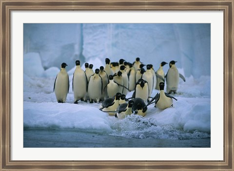 Framed Emperor Penguins, Cape Roget, Ross Sea, Antarctica Print