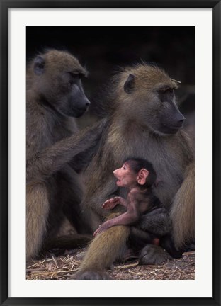 Framed Botswana, Chobe NP, Chacma Baboon primate, Chobe River Print