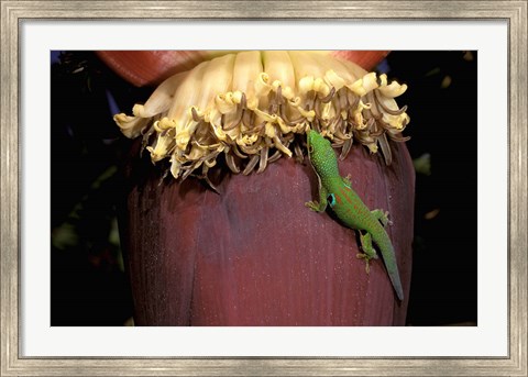 Framed Day Gecko, Ranamofana, Madagascar Print