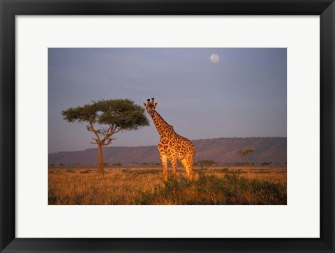 Framed Giraffe Feeding on Savanna, Masai Mara Game Reserve, Kenya Print