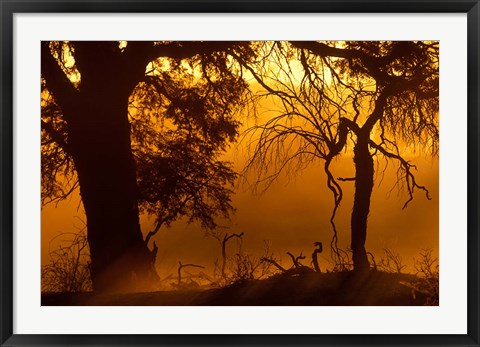 Framed Dust Hanging in Air, Auob River Bed, Kgalagadi Transfrontier Park, South Africa Print