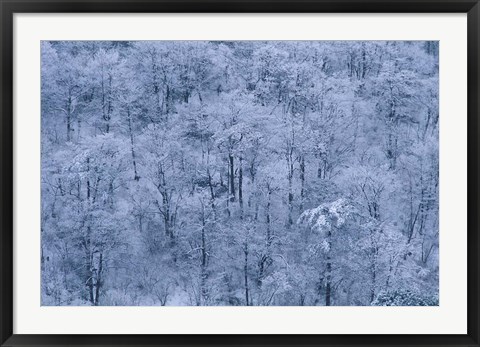 Framed Forest Covered with Snow, Mt Huangshan (Yellow Mountain), China Print