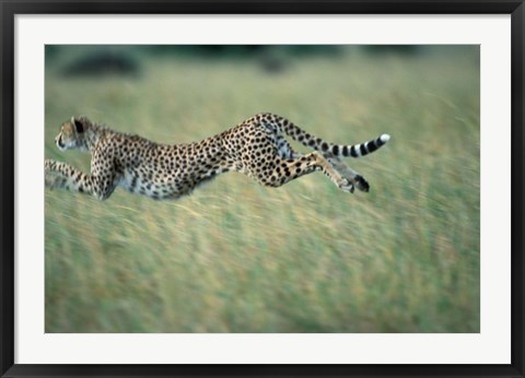 Framed Cheetah Running After Prey, Masai Mara Game Reserve, Kenya Print