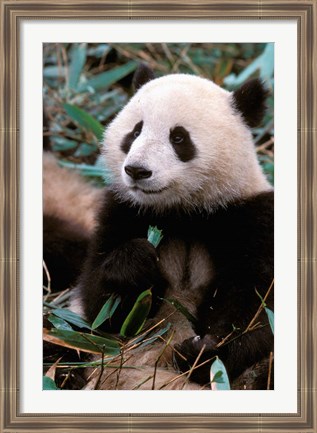 Framed China, Chengdu, Panda Sanctuary, Panda bear Print