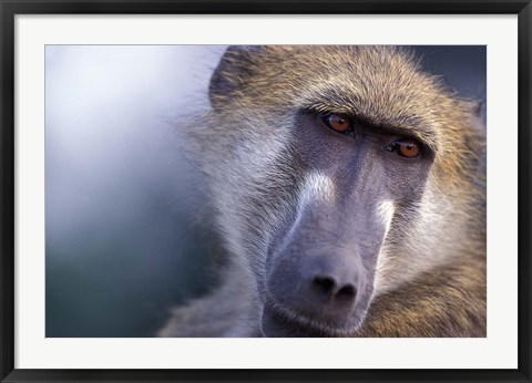 Framed Chacma Baboon, Chobe River, Chobe National Park, Botswana Print