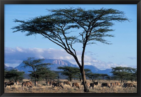 Framed Herd of Gemsbok Feeding, Buffalo Springs Game Reserve, Kenya Print