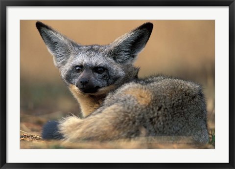 Framed Bat Eared Fox Rests on Savanna, Masai Mara Game Reserve, Kenya Print