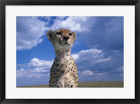 Framed Cheetah Surveying Savanna, Masai Mara Game Reserve, Kenya Print