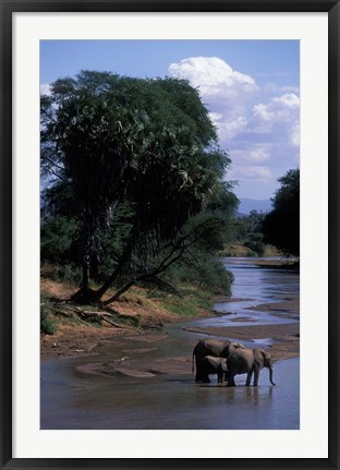 Framed Elephant Herd Along Uaso Nyiro River, Samburu National Reserve, Kenya Print