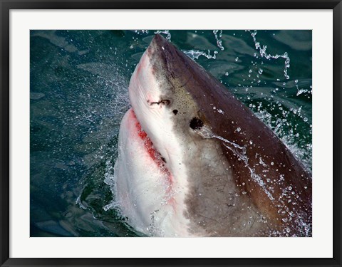 Framed Great White Shark breaks the surface of the water in Capetown, False Bay, South Africa Print