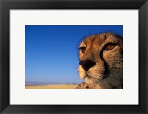 Framed Africa, Kenya, Masai Mara, Cheetah on savanna Print