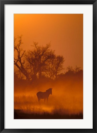 Framed Burchell&#39;s Zebra at Sunset, Okavango Delta, Botswana Print