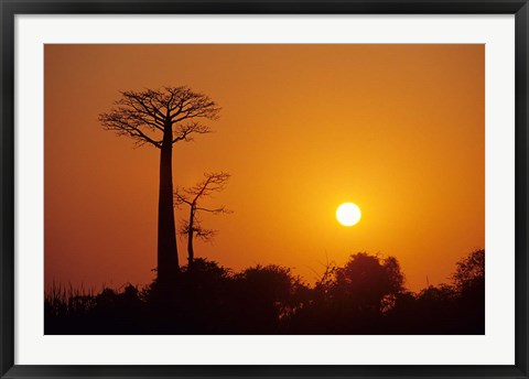 Framed Baobab Avenue at Sunset, Madagascar Print