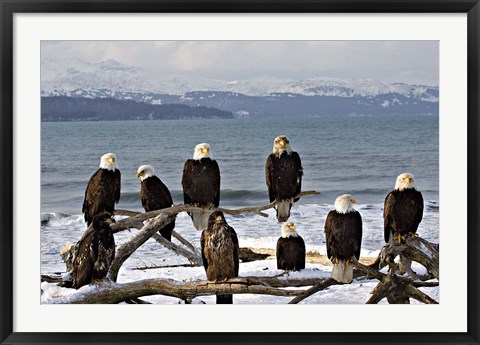 Framed Bald Eagles in Winter, Homer, Alaska Print