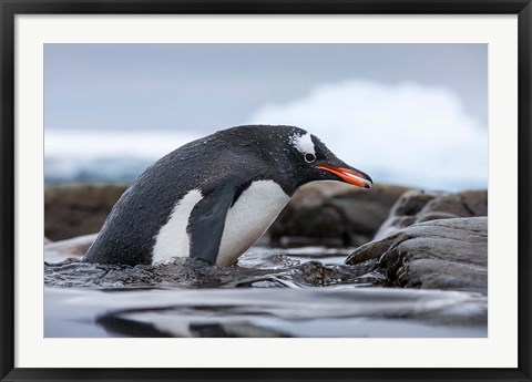 Framed Antarctica, Cuverville Island, Gentoo Penguin climbing from water. Print