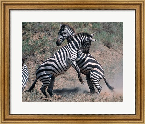 Framed Fighting Burchell&#39;s Zebra, Serengeti, Tanzania Print