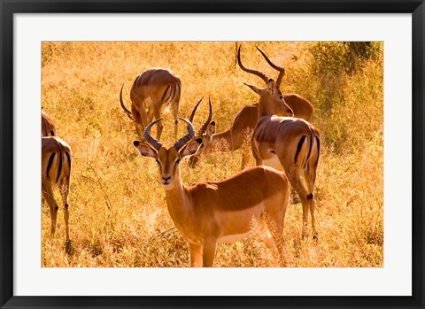 Framed Close-up of Impala, Kruger National Park, South Africa Print