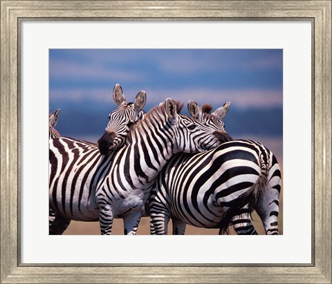 Framed Group of Zebras, Masai Mara, Kenya Print