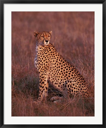 Framed Cheetah sitting, Masai Mara, Kenya Print