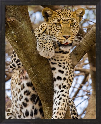 Framed Africa. Tanzania. Leopard in tree at Serengeti NP Print