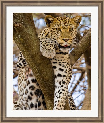 Framed Africa. Tanzania. Leopard in tree at Serengeti NP Print