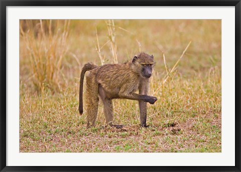 Framed Baboons near the bush in the Maasai Mara, Kenya Print