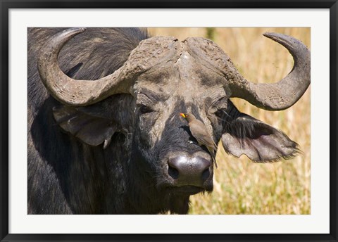 Framed Cape Buffalo with a Yellow-Billed Oxpecker, Kenya Print