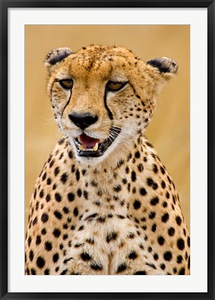 Framed Cheetah in the Brush, Maasai Mara, Kenya Print