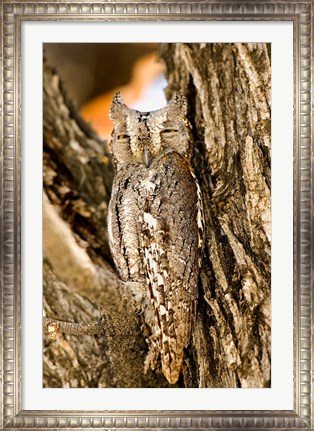 Framed African Scops Owl in Tree, Namibia Print