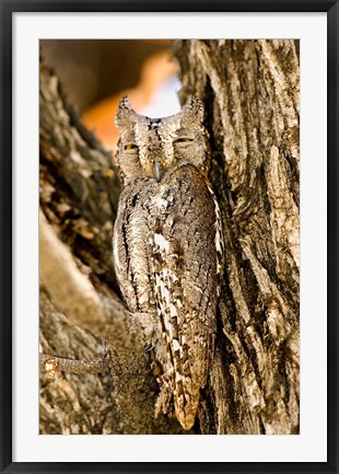 Framed African Scops Owl in Tree, Namibia Print