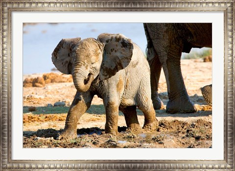 Framed Baby African Elephant in Mud, Namibia Print