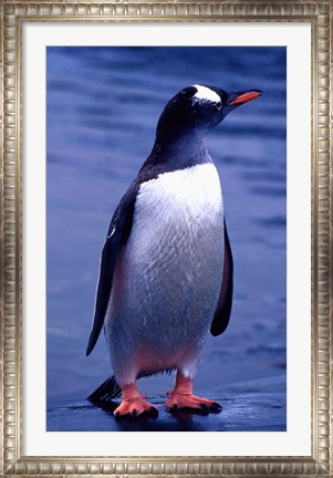 Framed Gentoo Penguin, Antarctica Print