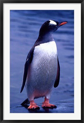 Framed Gentoo Penguin, Antarctica Print