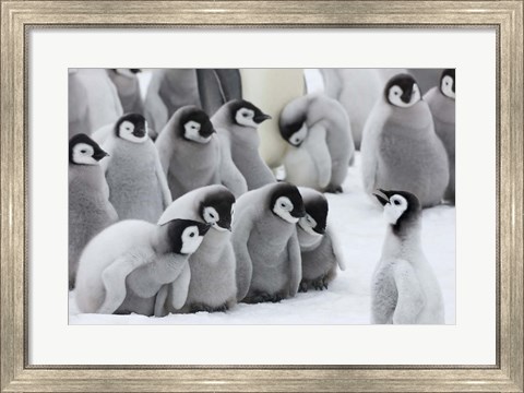 Framed Emperor Penguins on ice, Snow Hill Island, Antarctica Print